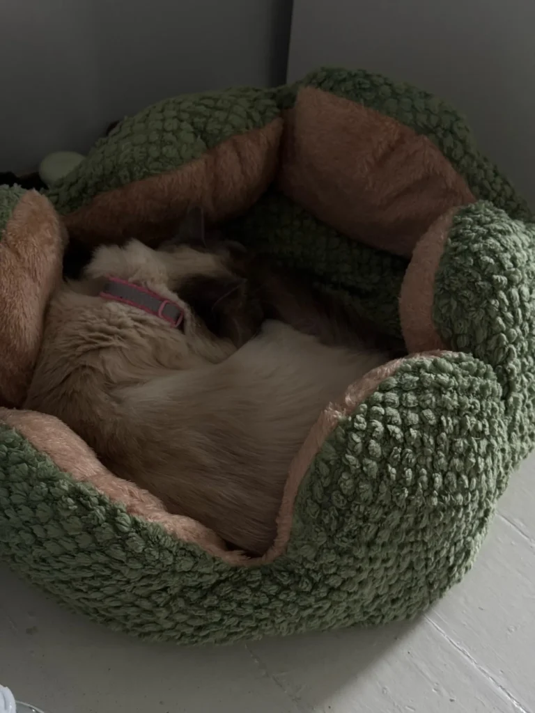 Photo fournisseur : chat dans le lit vert 50 × 50 cm