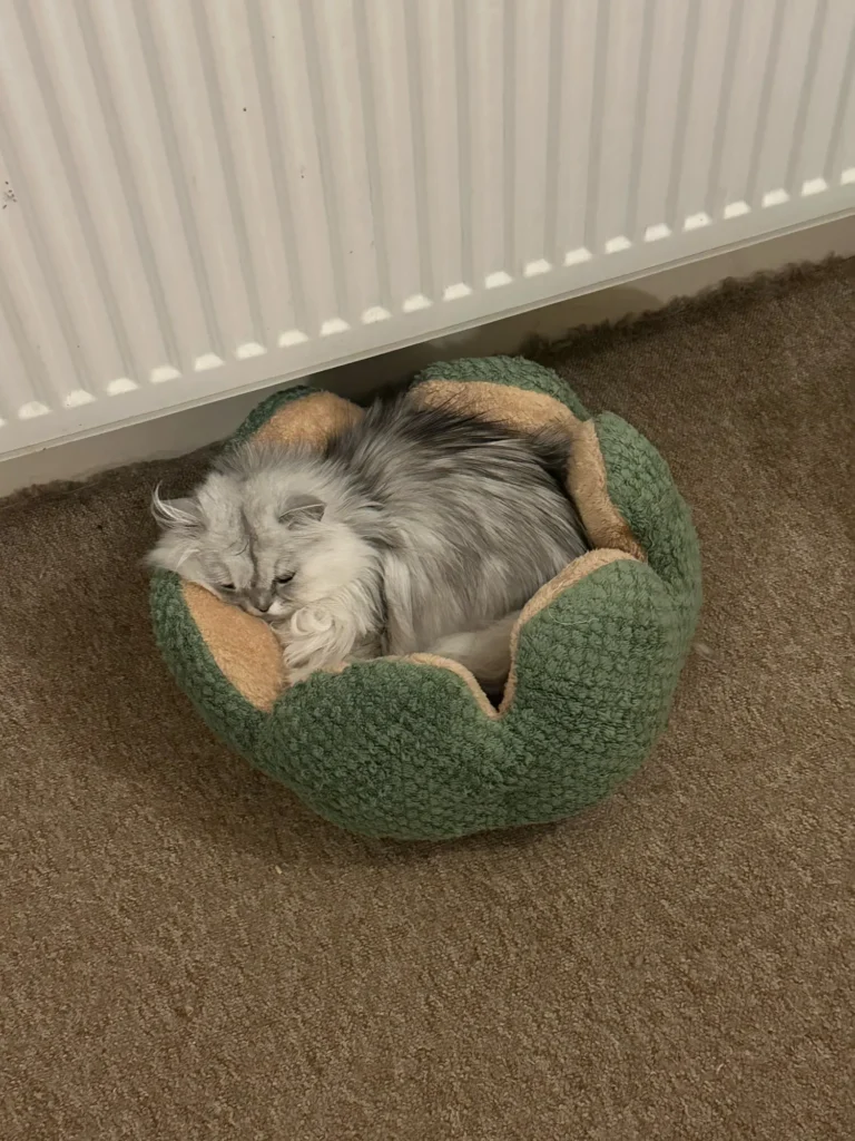 Photo fournisseur : chat dans le lit vert 40 × 40 cm