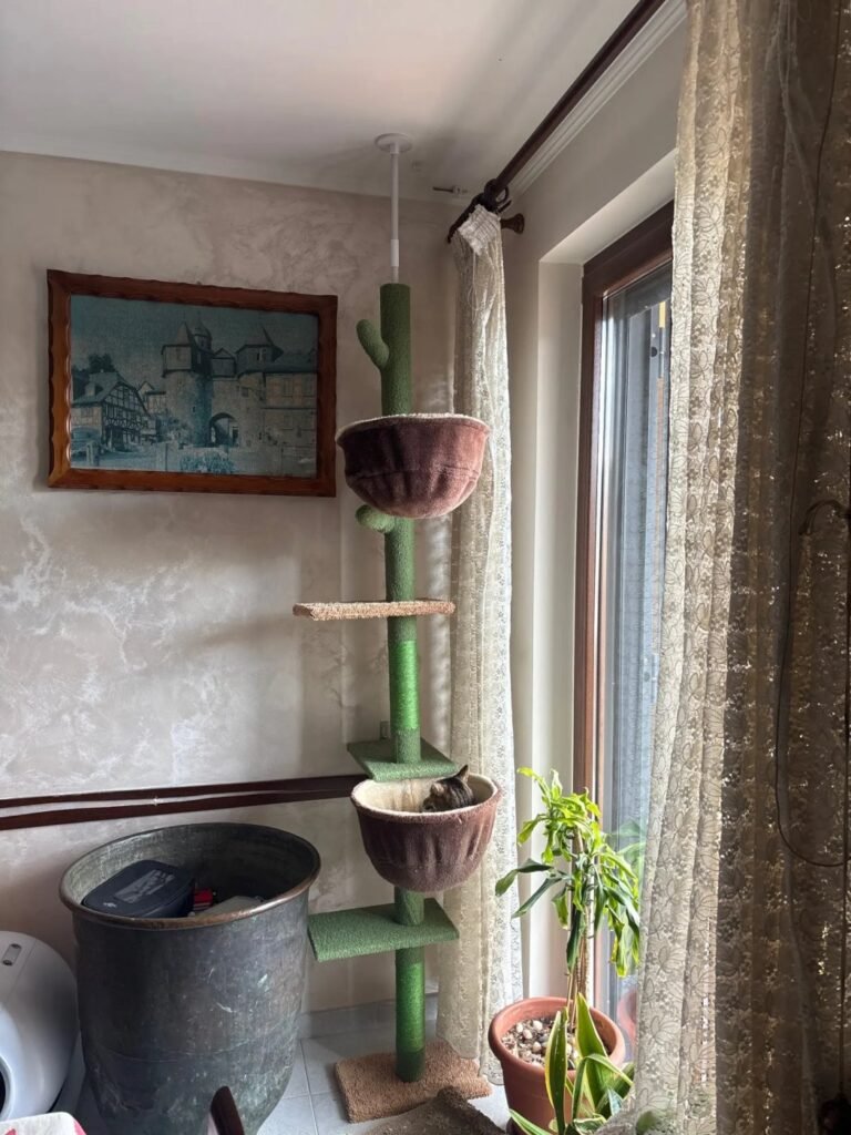 Photo client de l’arbre à chat cactus sol-plafond