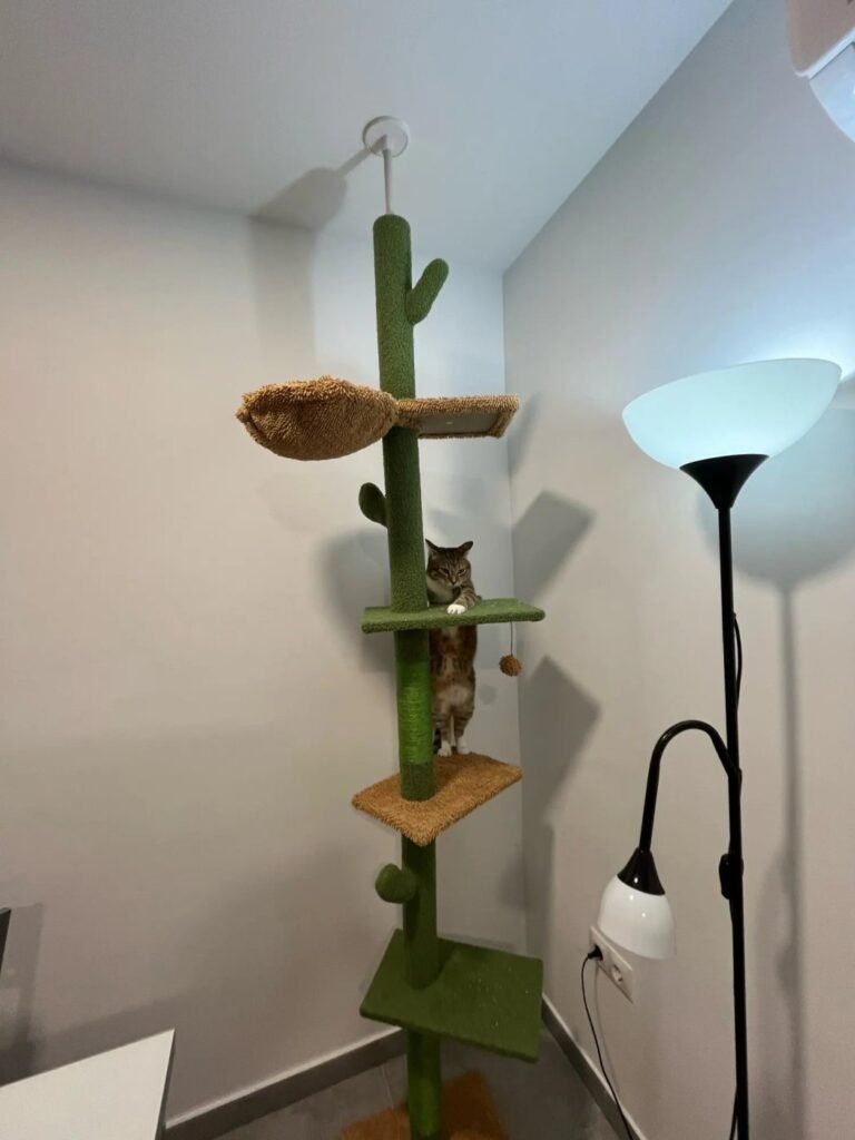 Photo client de l’arbre à chat cactus sol-plafond