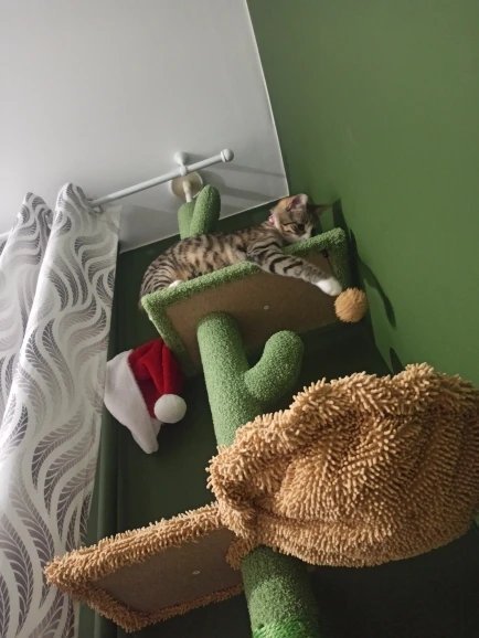 Photo client de l’arbre à chat cactus sol-plafond