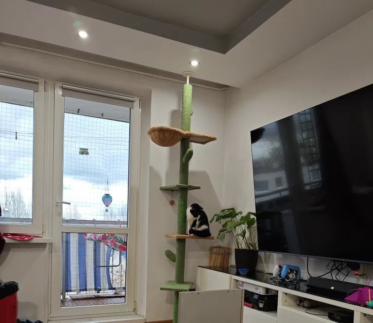 Photo client de l’arbre à chat cactus sol-plafond