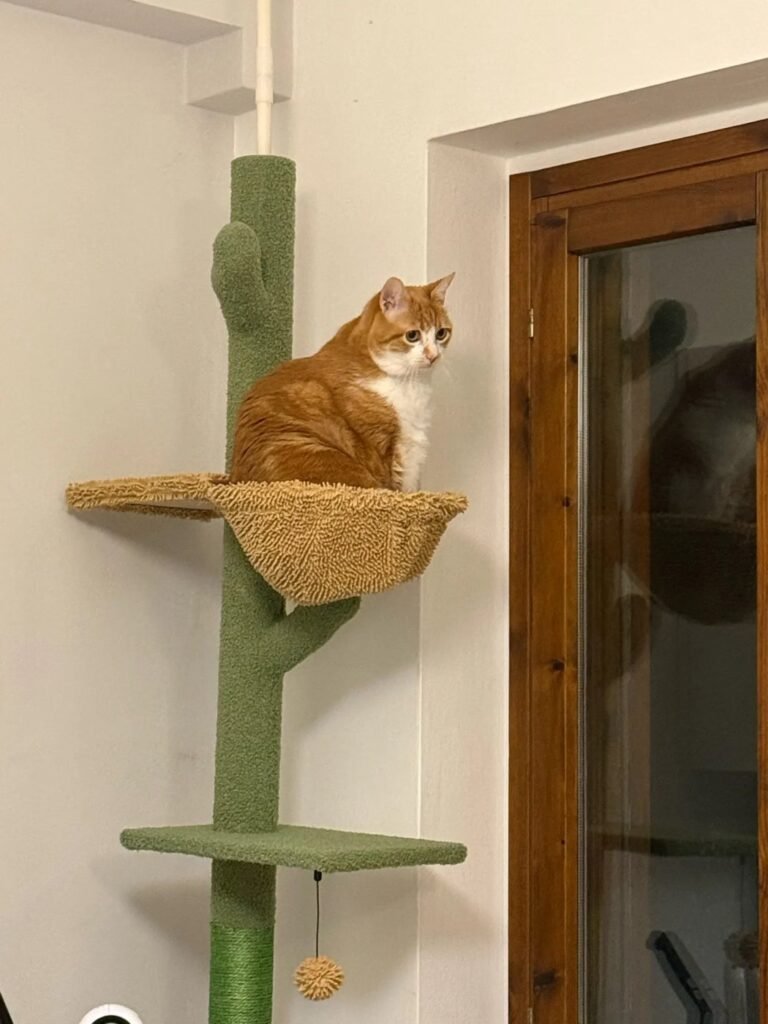 Photo client de l’arbre à chat cactus sol-plafond