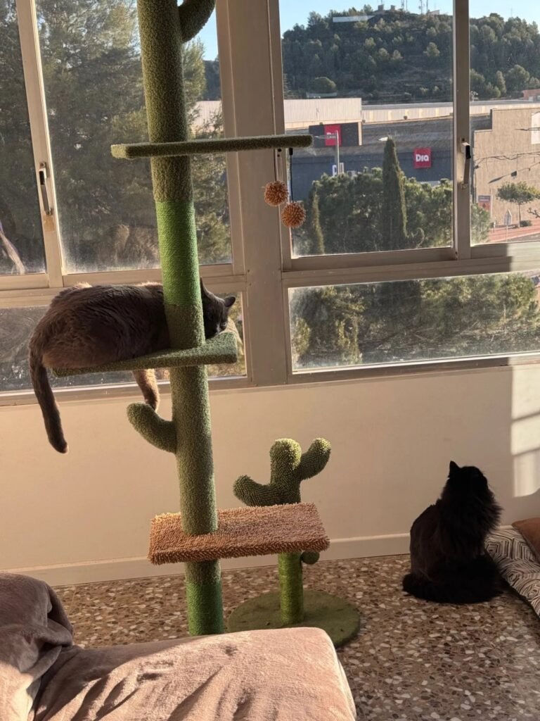 Photo client de l’arbre à chat cactus sol-plafond