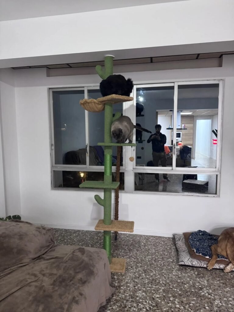Photo client de l’arbre à chat cactus sol-plafond