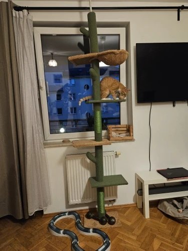 Photo client de l’arbre à chat cactus sol-plafond