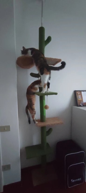 Photo client de l’arbre à chat cactus sol-plafond