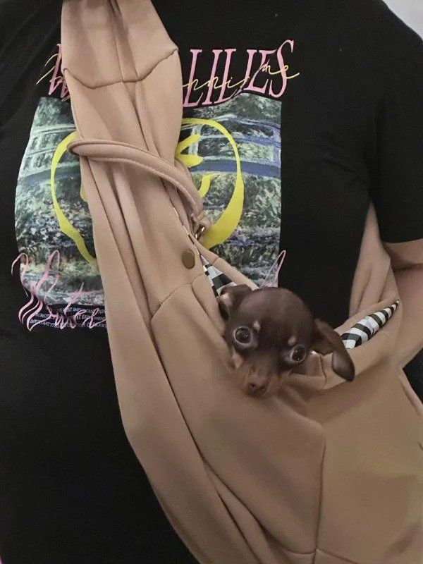Photo client du sac kaki avec un petit chien