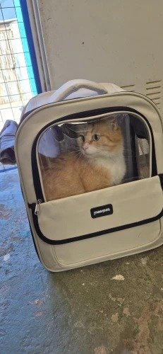 Photo client du sac à dos de transport avec un chat
