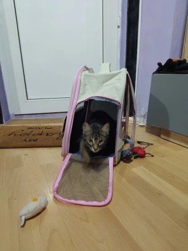Photo client du sac à dos rose avec un chat