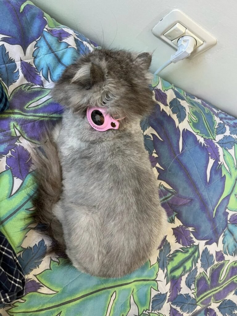 Photo client du collier AirTag pour chat