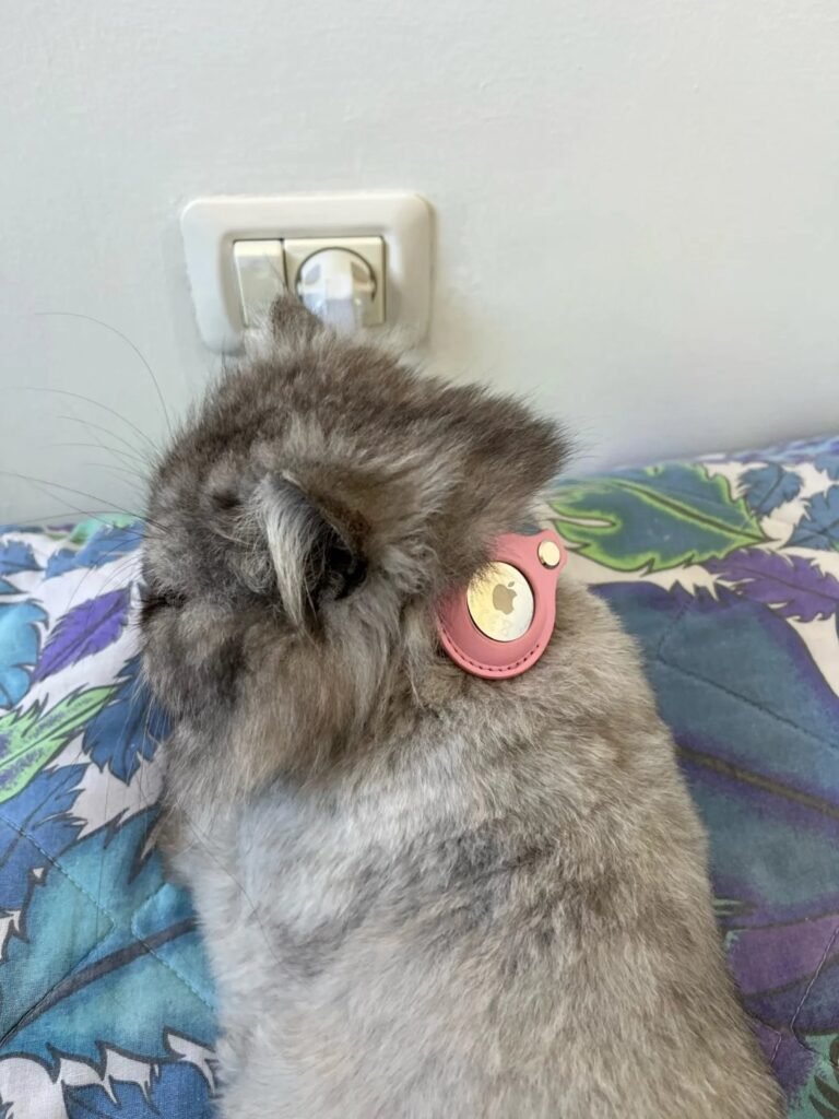 Photo client du collier AirTag pour chat