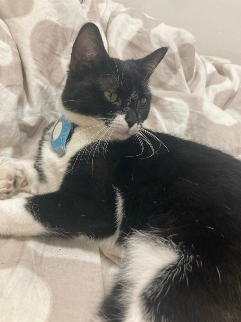 Photo client du collier AirTag pour chat