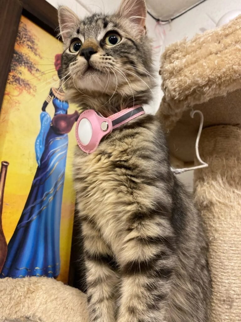 Photo client du collier AirTag pour chat