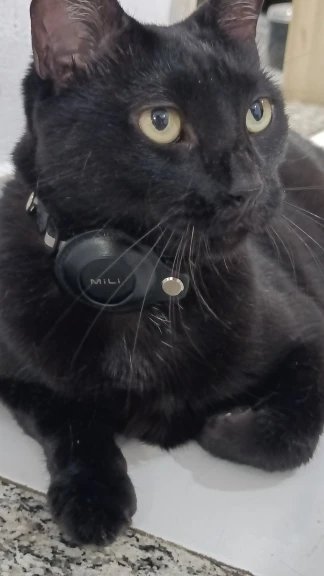 Photo client du collier AirTag pour chat