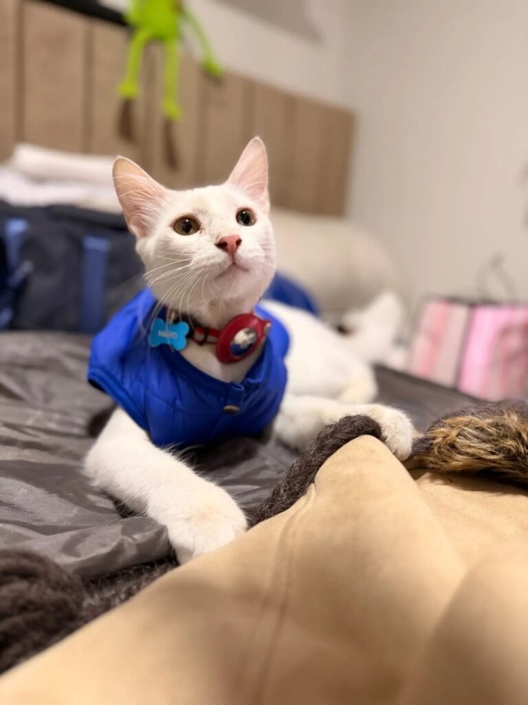 Photo client du collier AirTag pour chat