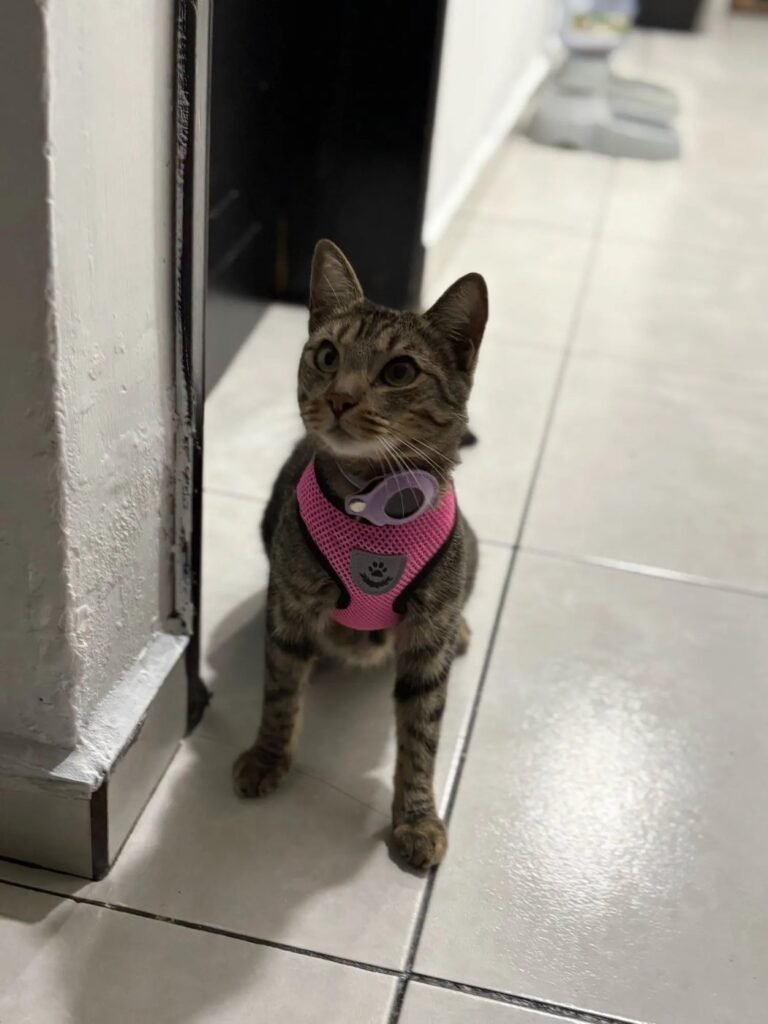 Photo client du collier AirTag pour chat