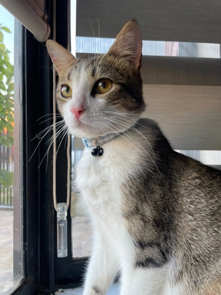 Photo client du collier pour chat vichy