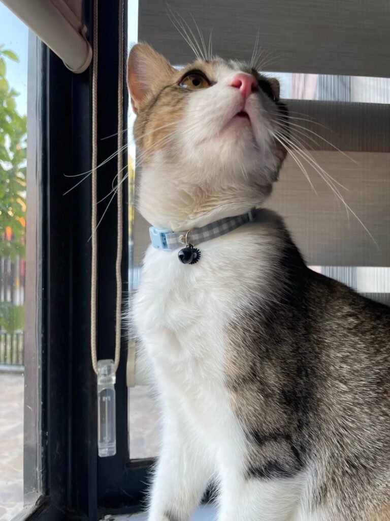 Photo client du collier pour chat vichy