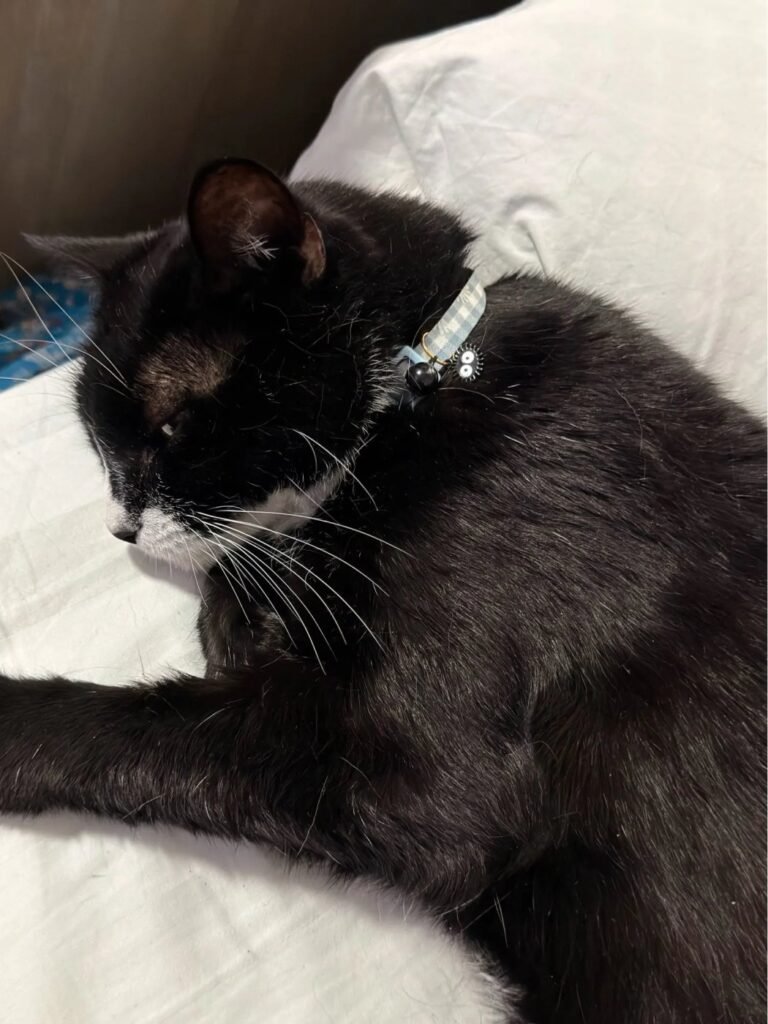 Photo client du collier pour chat vichy