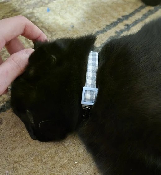 Photo client du collier pour chat vichy