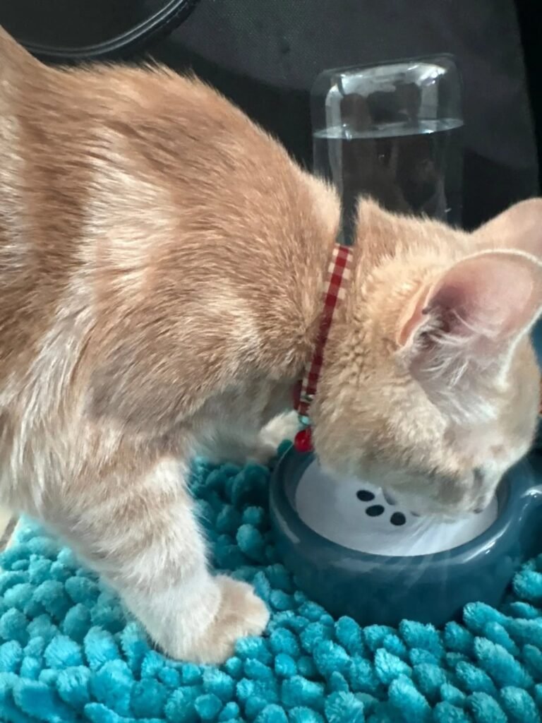 Photo client du collier pour chat vichy