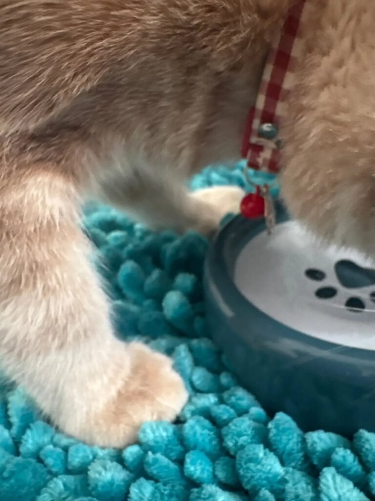 Photo client du collier pour chat vichy