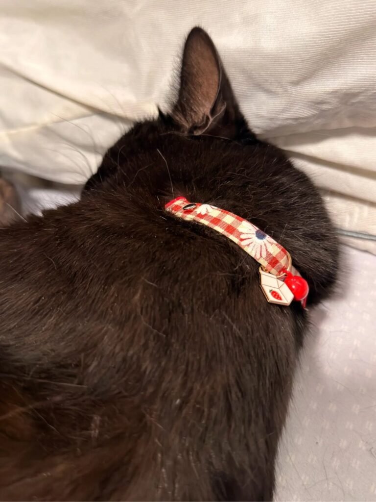 Photo client du collier pour chat vichy