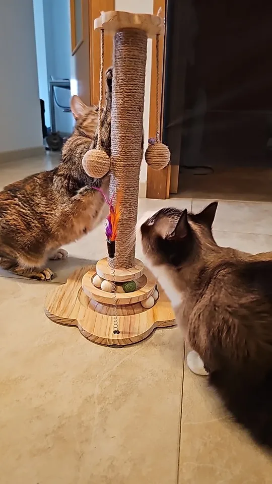 Photo client du griffoir pour chat avec plateau à billes