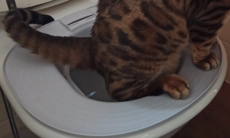 Photo client du kit d’apprentissage de la propreté pour chat