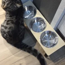 Photo client : un chat devant ses trois bols