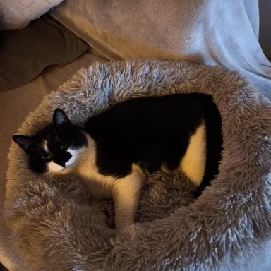 Photo client : un chat noir et blanc dans le panier
