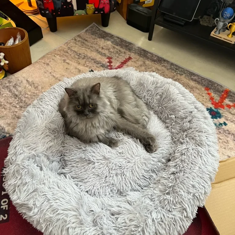 Photo client : un chat gris installé dans le panier
