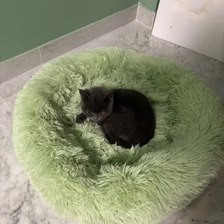 Photo client : le panier vert avec un chaton