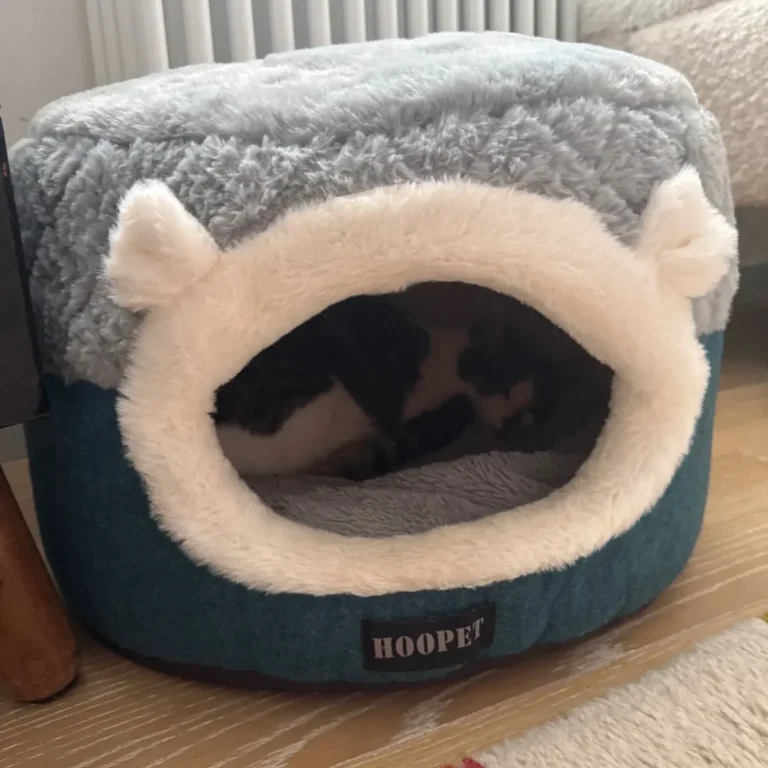 Photo client : chat installé dans le cocon