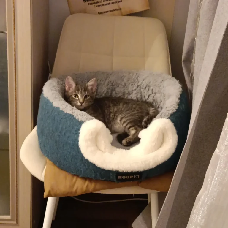 Photo client : chat endormi dans le cocon sur une chaise